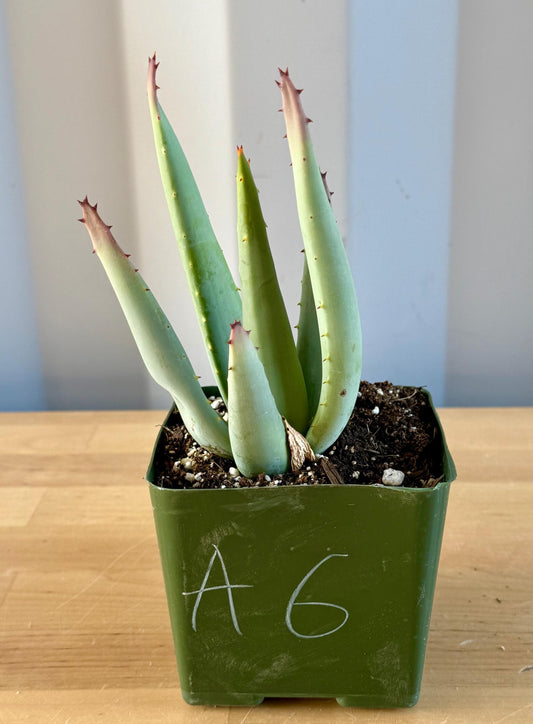 Aloe claviflora A6