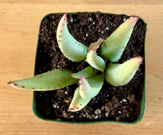 Aloe claviflora A7