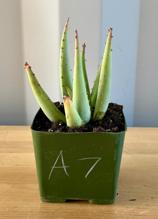 Aloe claviflora A7