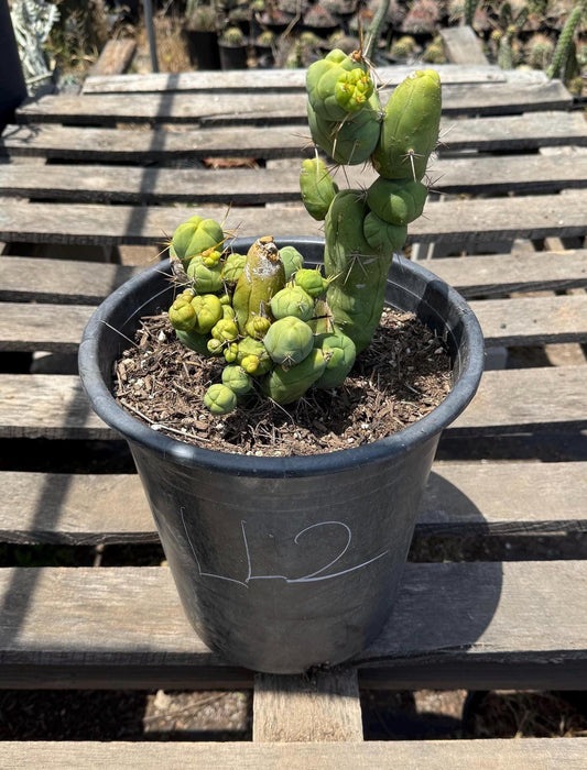 Monstrose Cactus (LL2)