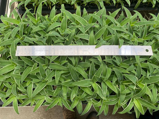 72 Cell Agave Attenuata 'Ray of Light' Liner Tray