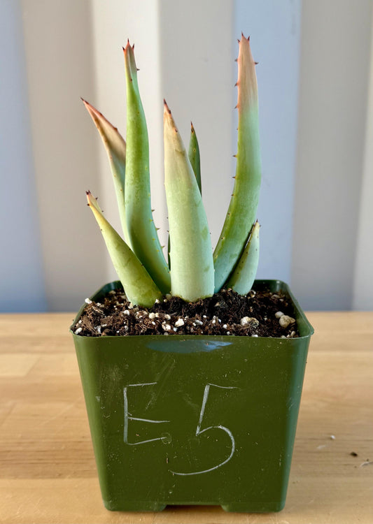 Aloe claviflora E5
