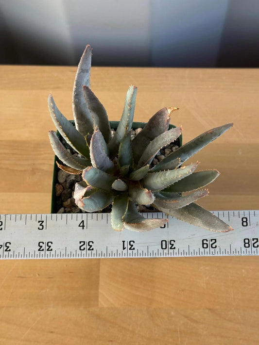 Aloe ramosissima | 'Maiden's Quiver Tree' LL1