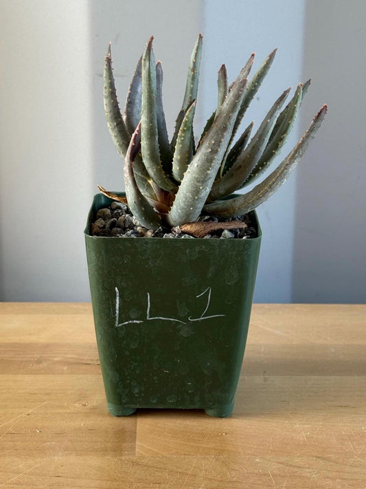 Aloe ramosissima | 'Maiden's Quiver Tree' LL1