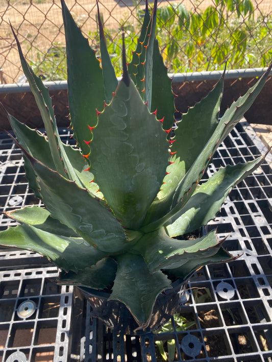 Agave atrovirens - Maguey Verde Grande SH1