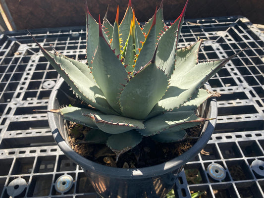 Agave sebastiana - Cedros Island Agave SH3
