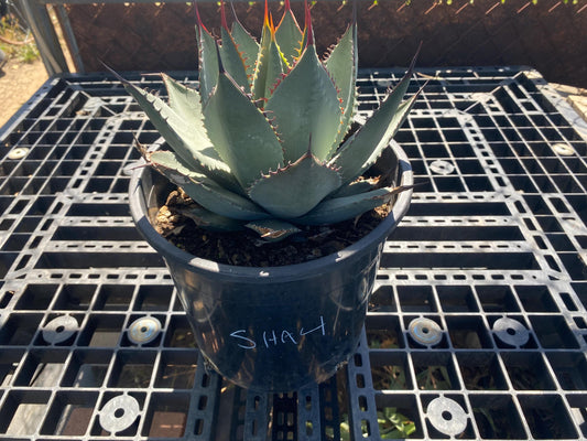 Agave sebastiana - Cedros Island Agave SH4