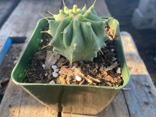 Ferocactus glaucescens inermis