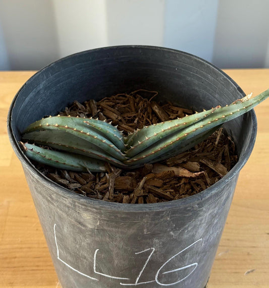 Mustache Aloe LL16 | Aloe suprafoliata