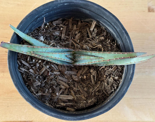 Mustache Aloe AE37 | Aloe suprafoliata