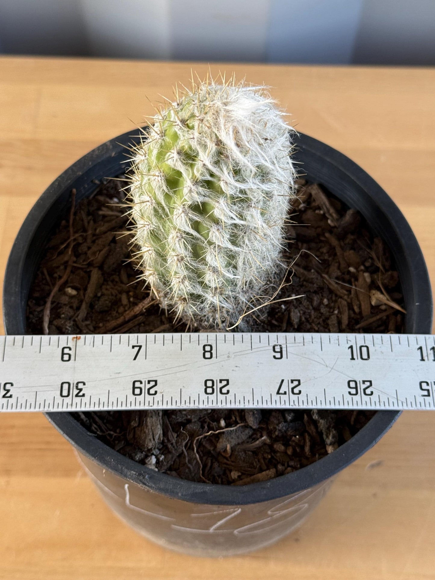 Old Man of the Andes | Oreocereus doelzianus LL18