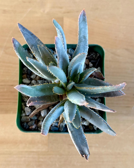 Aloe ramosissima | 'Maiden's Quiver Tree' A2