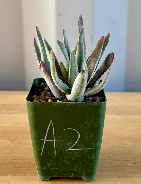 Aloe ramosissima | 'Maiden's Quiver Tree' A2