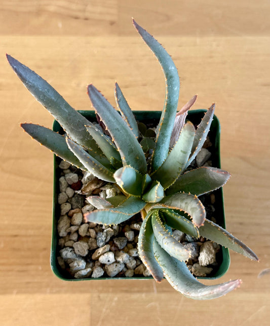 Aloe ramosissima | 'Maiden's Quiver Tree' A3