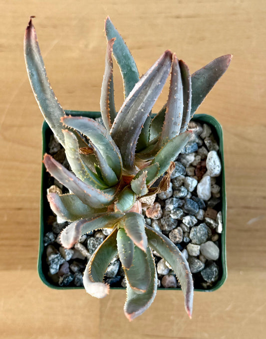 Aloe ramosissima | 'Maiden's Quiver Tree' A4