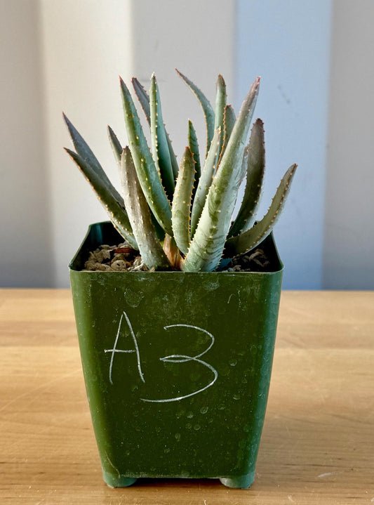 Aloe ramosissima | 'Maiden's Quiver Tree' A3
