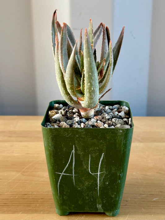 Aloe ramosissima | 'Maiden's Quiver Tree' A4