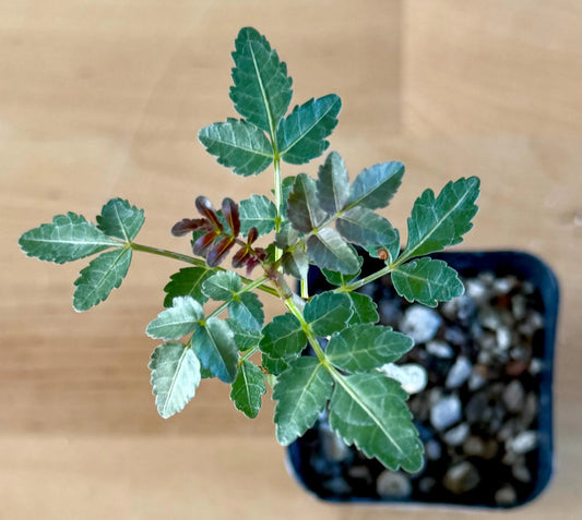 Bursera fagaroides A12