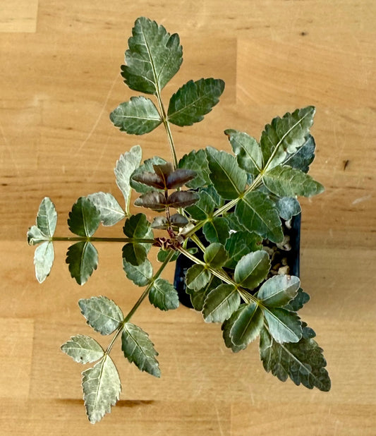Bursera fagaroides A14