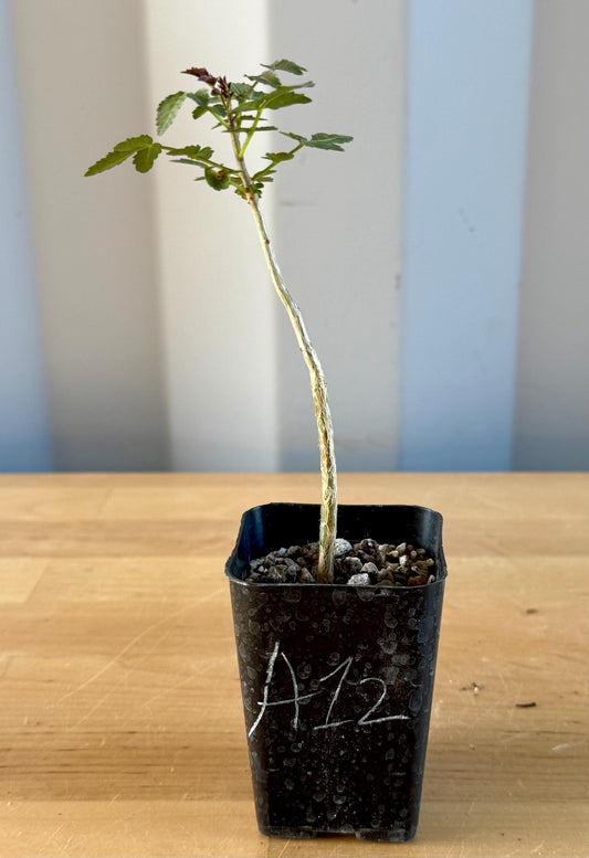 Bursera fagaroides A12