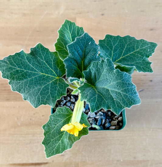 Uncarina roeoesliana A19