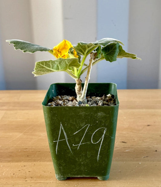 Uncarina roeoesliana A19