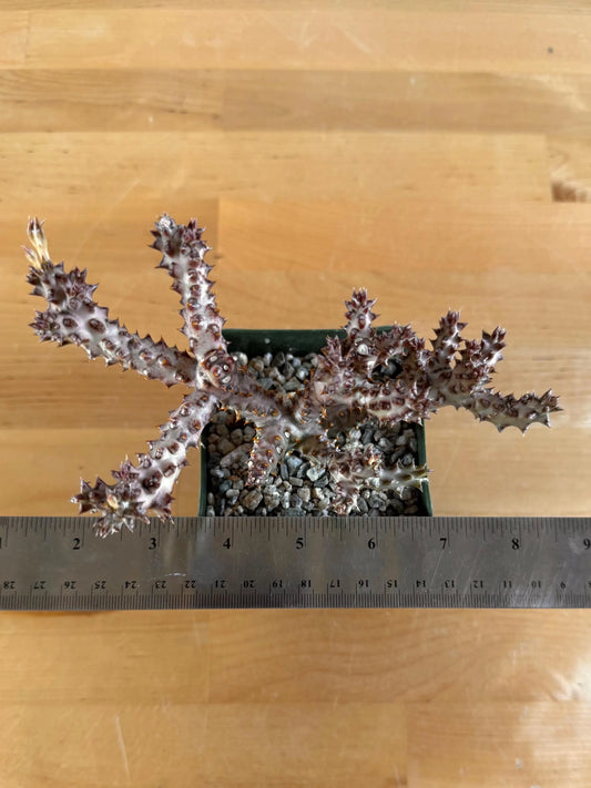 Persian Carpet Flower L15 | Edithcolea grandis