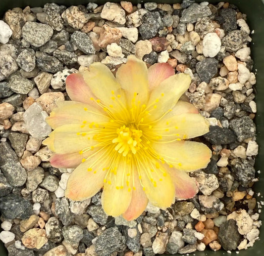 4-inch Copiapoa hypogaea var. barquitensis
