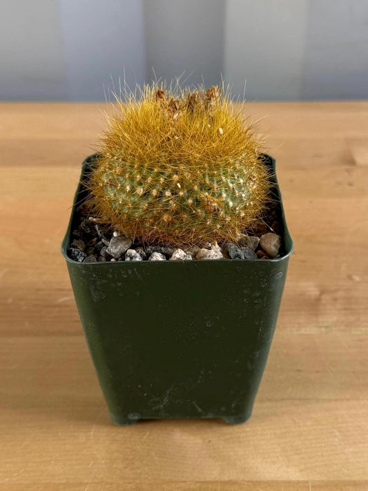 4-inch Notocactus graessneri var. flaviflorus