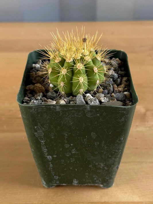 4-inch Gymnocalycium chacoense