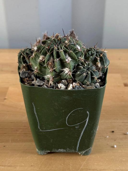 4-inch Lobivia schreiterii L9