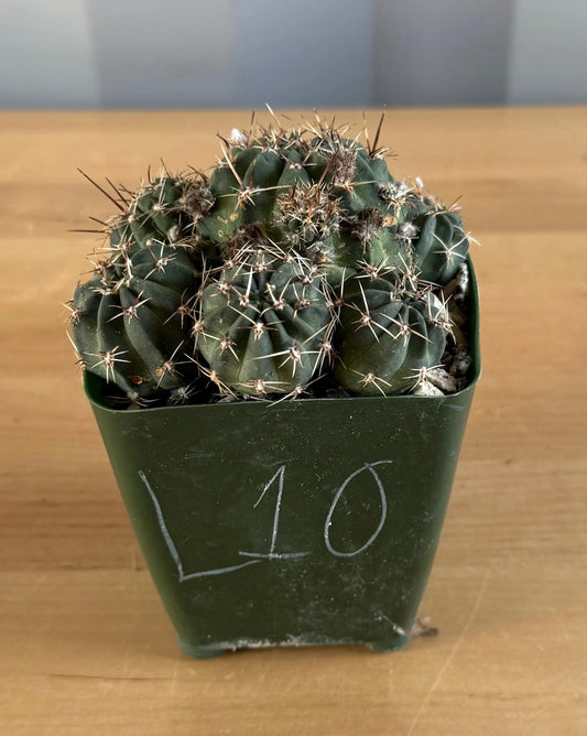 4-inch Lobivia schreiterii L10