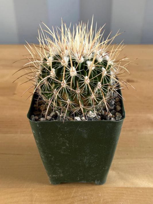 4-inch Echinofossulocactus ochoterenaus | Stenocactus ochoterenanus