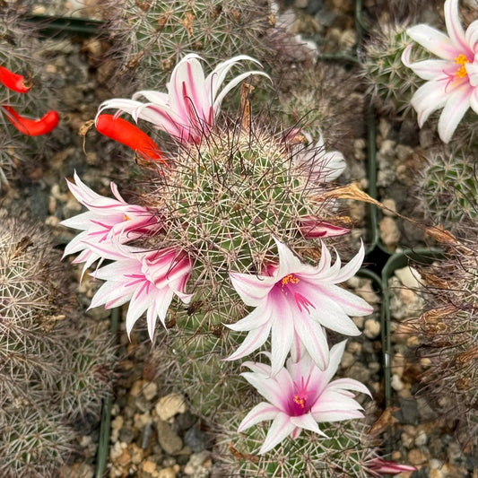 4-inch Mammillaria fraileana | Cochemiea fraileana