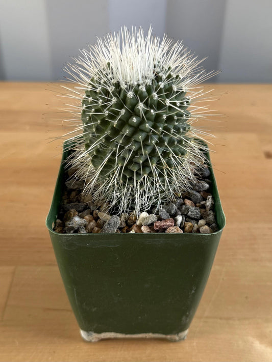 4-inch Mammillaria spinosissima ‘Un Pico’
