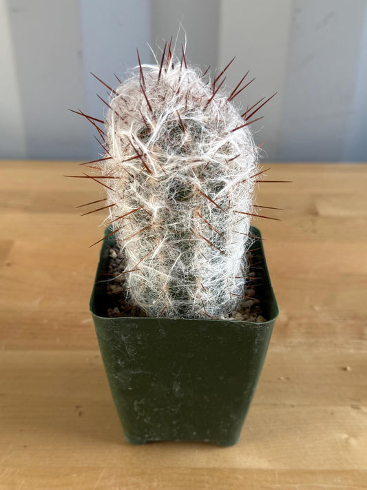 4-inch Oreocereus trollii ‘Old Man of the Andes’