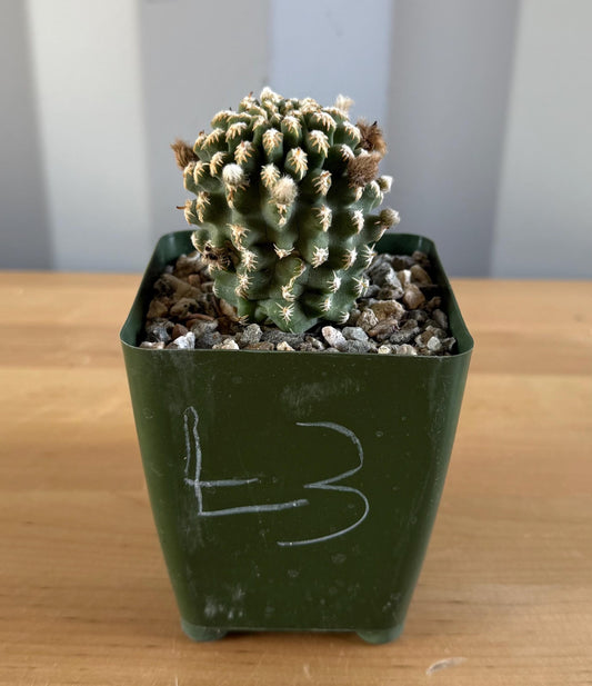 4-inch Pygmaeocereus bieblii L3