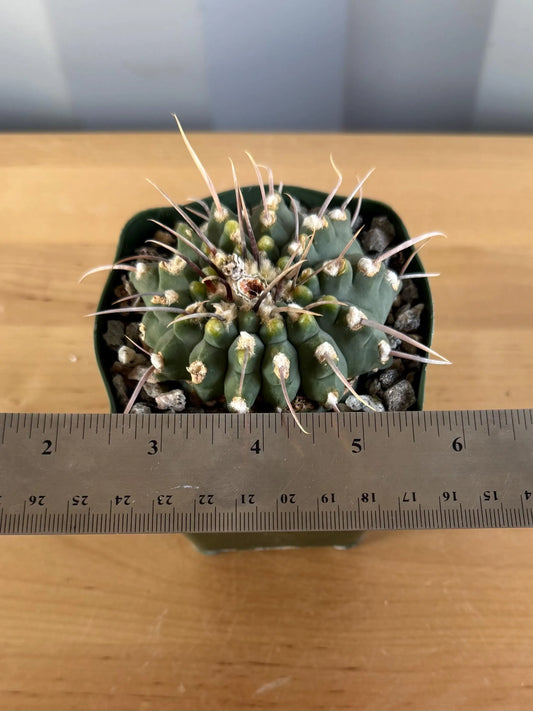 4-inch Gymnocalycium vatteri  L2