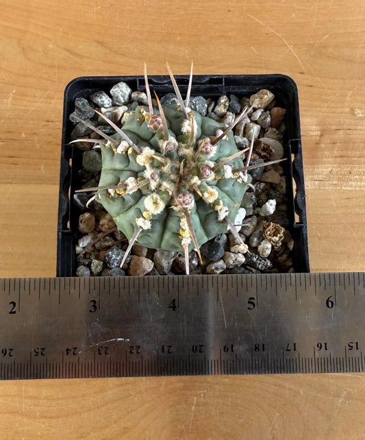 4-inch Gymnocalycium vatteri