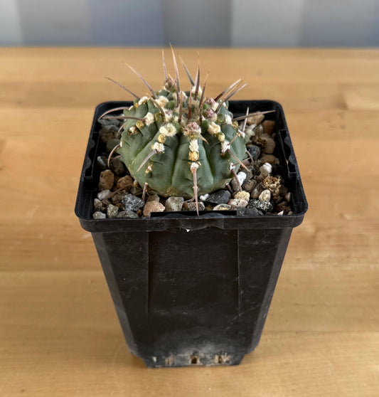 4-inch Gymnocalycium vatteri