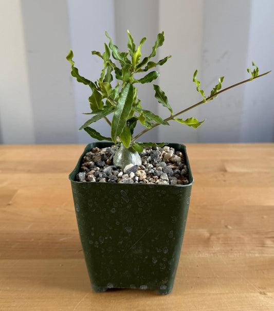 4-inch Fockea edulis