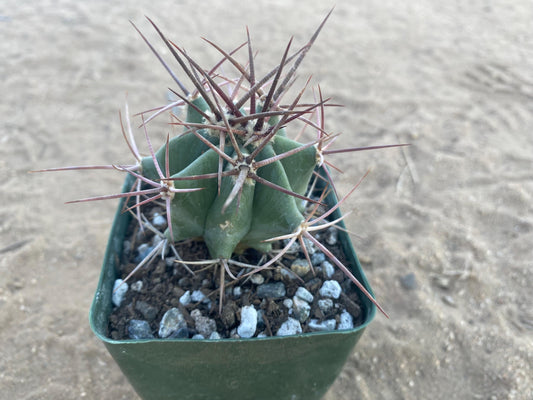 Echinocactus polycephalus - Cotton Top Cactus