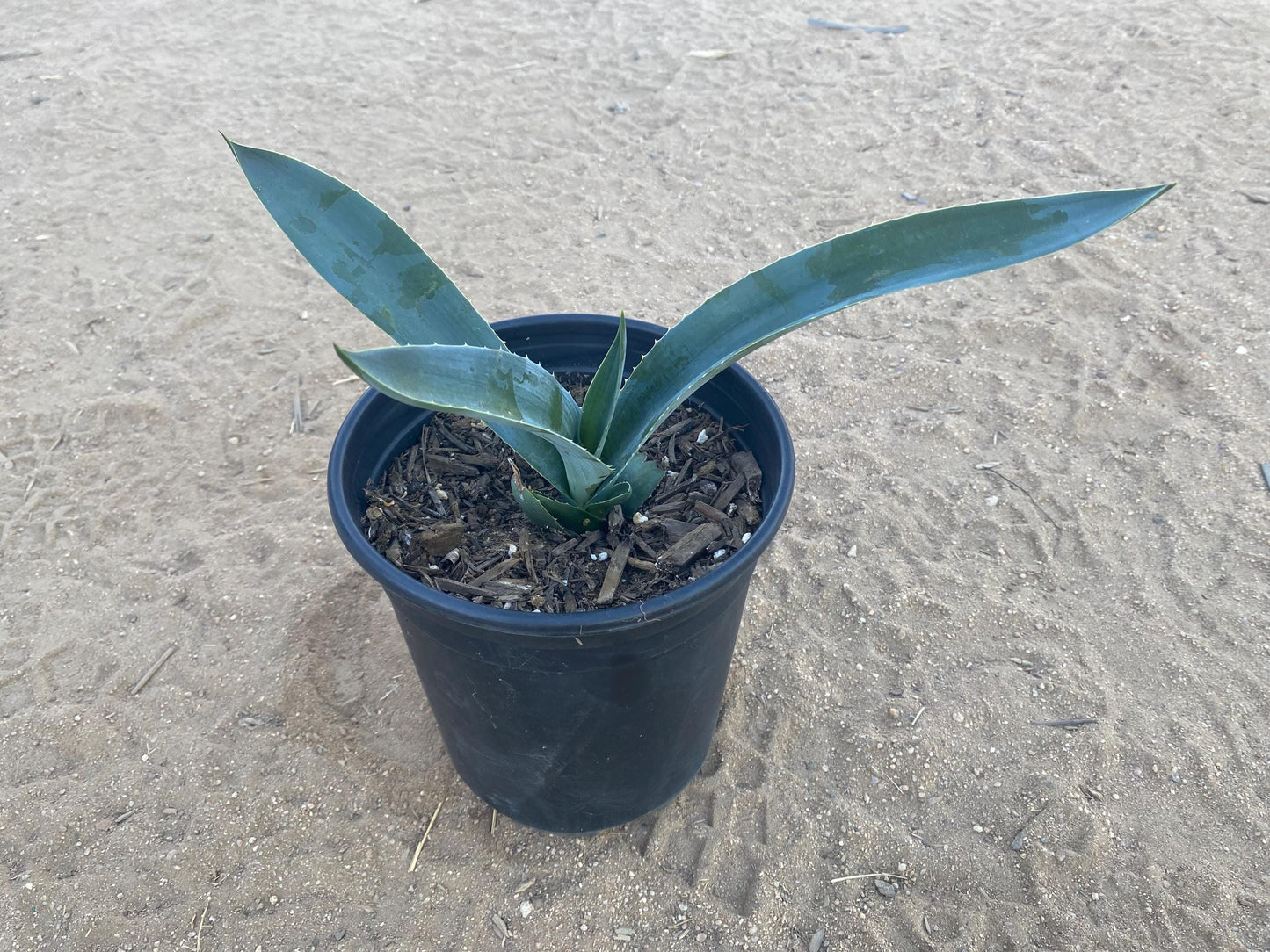 1 Gal Agave Tequilana Blue Weber