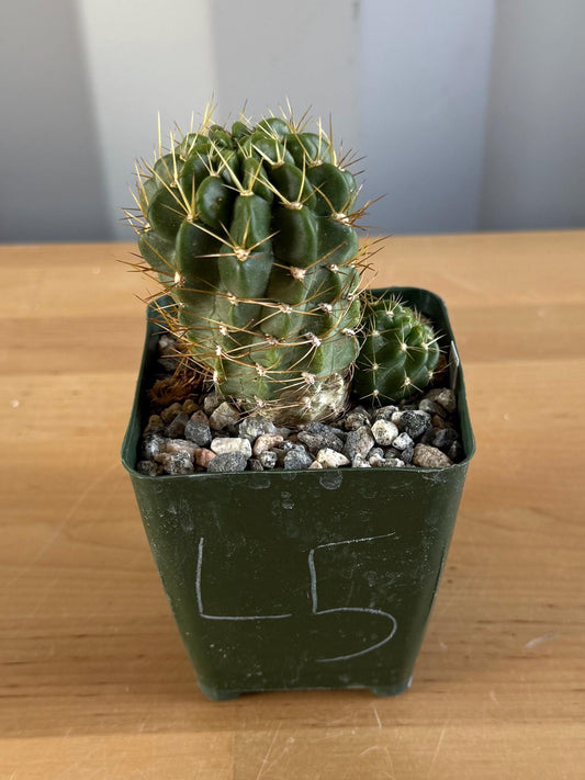 4-inch Lobivia maximiliana v. charazanensis L5