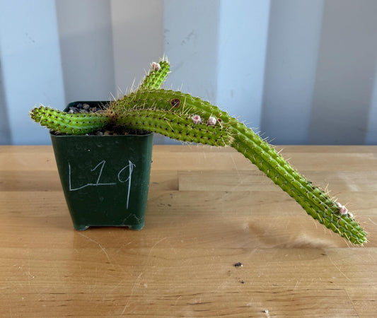 4-inch Cleistocactus samaipatanus | Bolivicereus samaipatanus L19