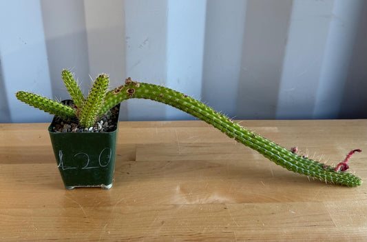 4-inch Cleistocactus samaipatanus | Bolivicereus samaipatanus L20