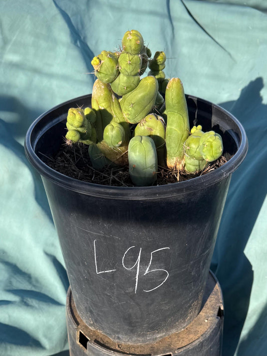 Monstrose Cactus (L95)