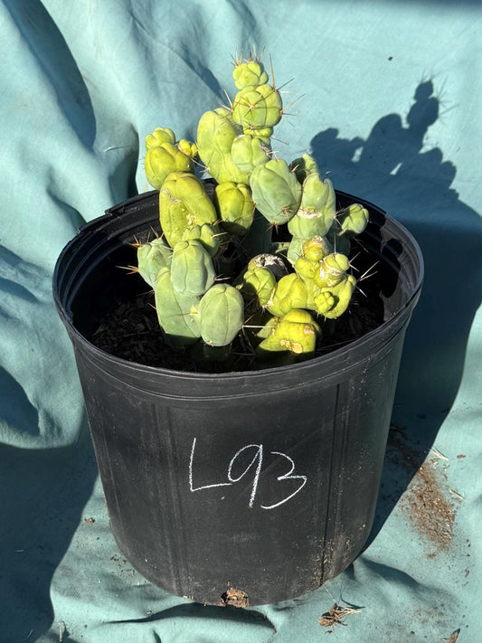 Monstrose Cactus (L93)