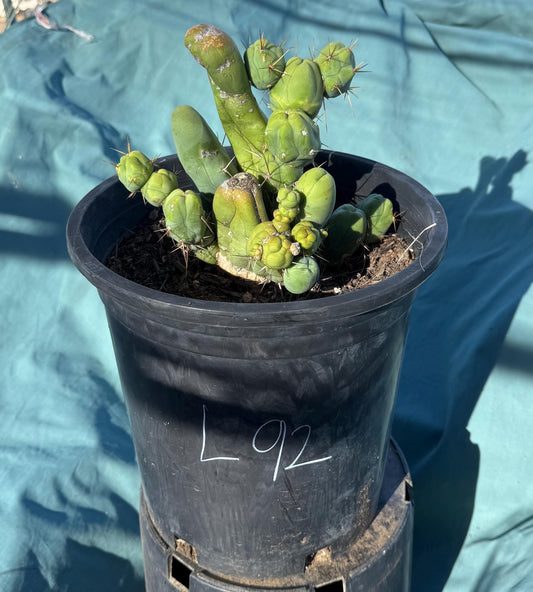 Monstrose Cactus (L92)