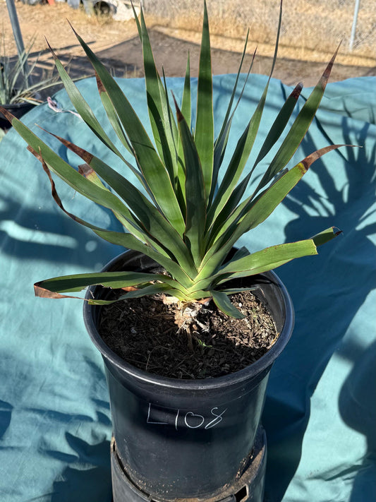 Three Gallon Dragon Tree (L108) | Dracaena draco